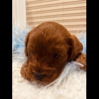 Cavapoo