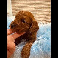 Cavapoo