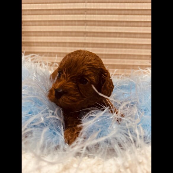 Cavapoo