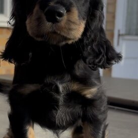 Cocker Spaniel (Show)