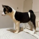 Akita