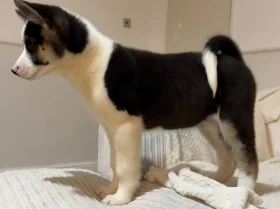 Akita