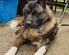 Akita