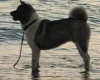 Akita