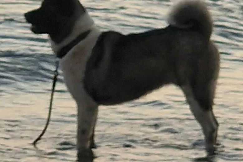 Akita