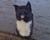 Akita