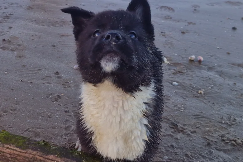 Akita