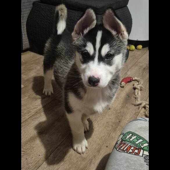 Alaskan Malamute