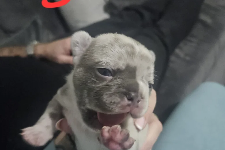 French Bulldog