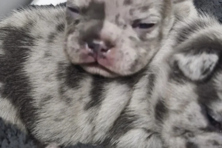 French Bulldog