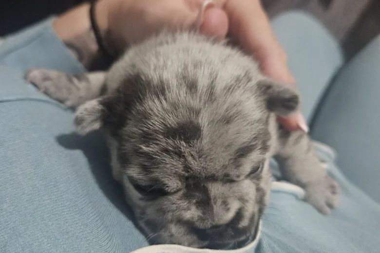 French Bulldog