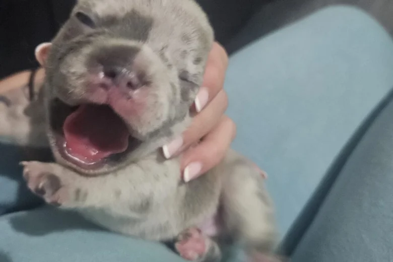 French Bulldog