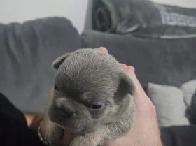 French Bulldog
