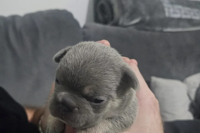 French Bulldog