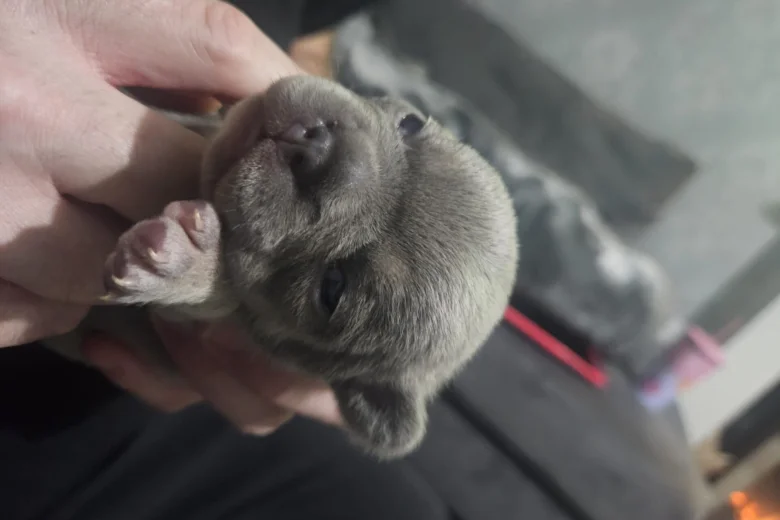 French Bulldog