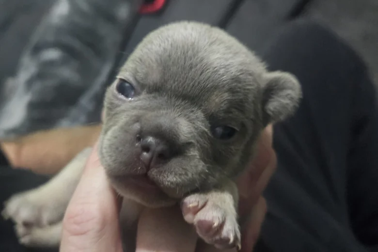 French Bulldog