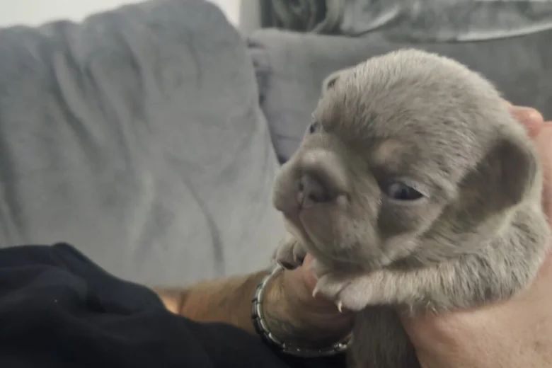 French Bulldog