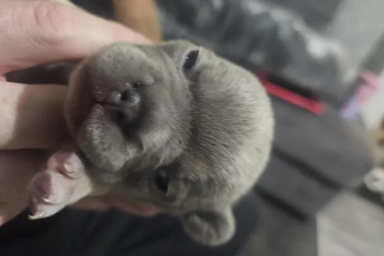 French Bulldog