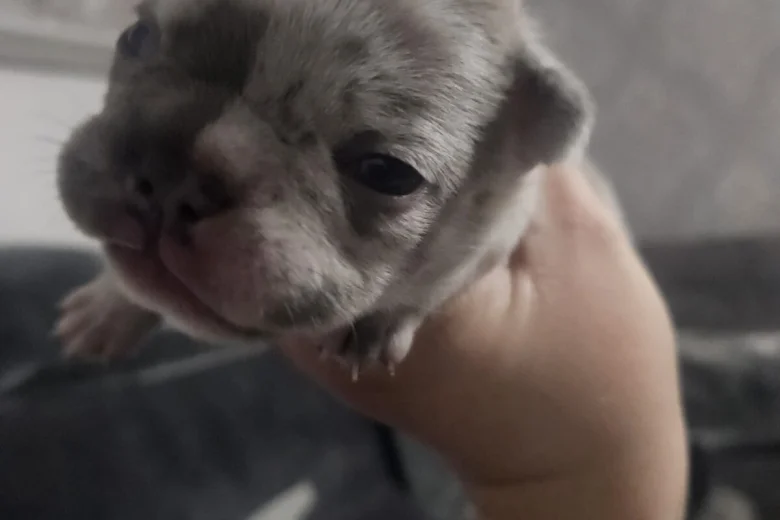 French Bulldog