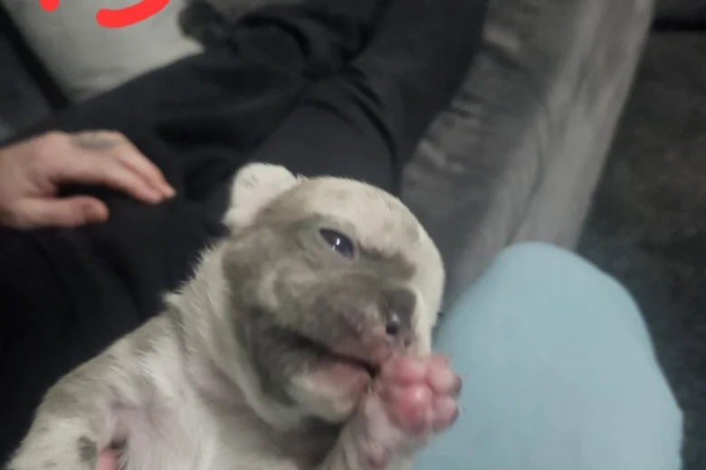 French Bulldog
