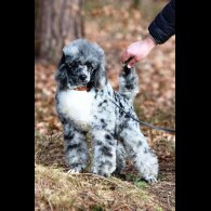 Miniature Poodle