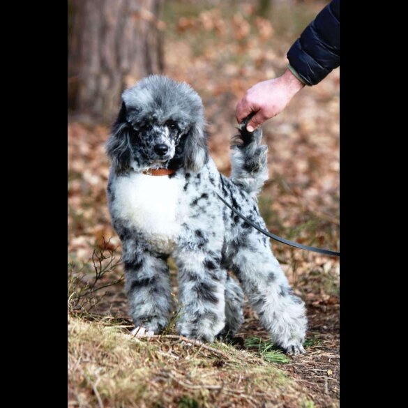 Miniature Poodle