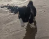 Akita