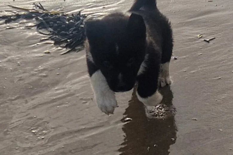 Akita