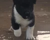 Akita