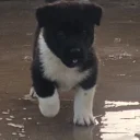 Akita