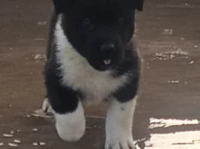 Akita