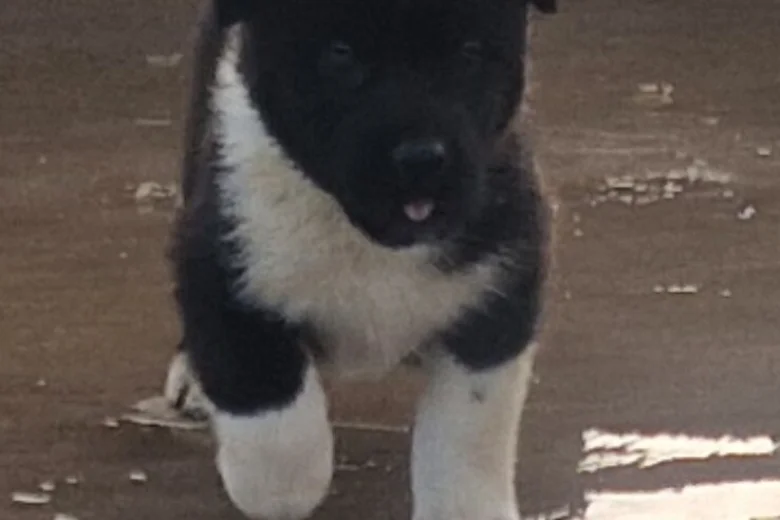 Akita
