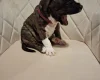 Staffordshire Bull Terrier