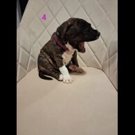 Staffordshire Bull Terrier