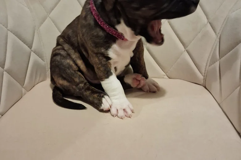 Staffordshire Bull Terrier
