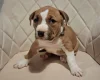 Staffordshire Bull Terrier
