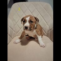 Staffordshire Bull Terrier