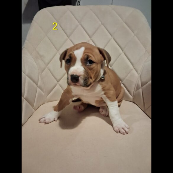 Staffordshire Bull Terrier