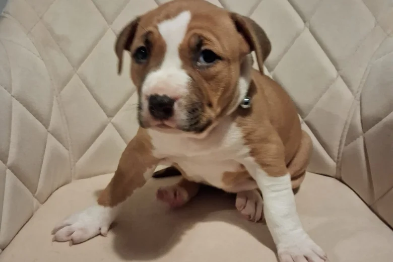 Staffordshire Bull Terrier
