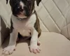 Staffordshire Bull Terrier