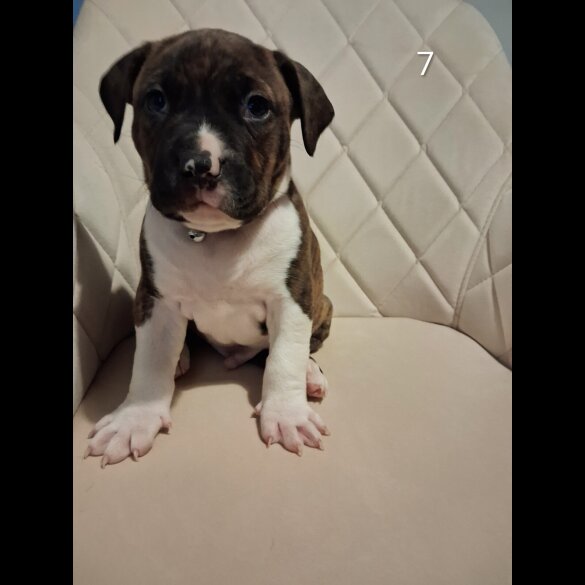 Staffordshire Bull Terrier