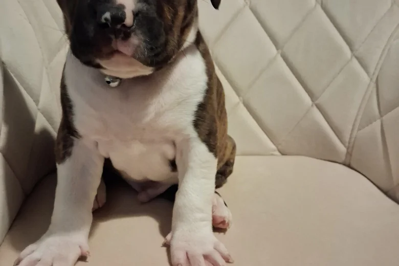 Staffordshire Bull Terrier