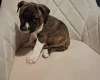 Staffordshire Bull Terrier
