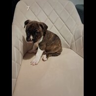 Staffordshire Bull Terrier