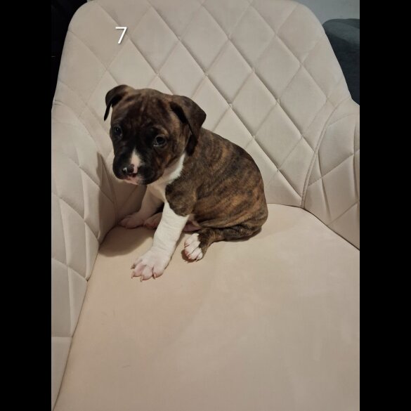 Staffordshire Bull Terrier