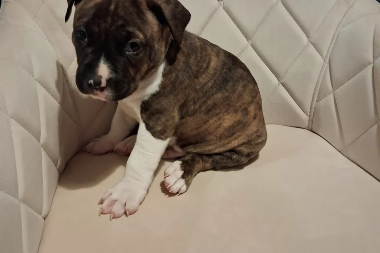 Staffordshire Bull Terrier