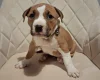 Staffordshire Bull Terrier