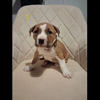 Staffordshire Bull Terrier