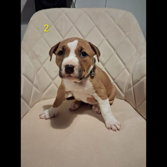 Staffordshire Bull Terrier