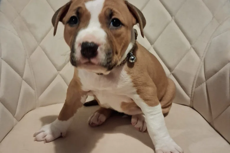 Staffordshire Bull Terrier